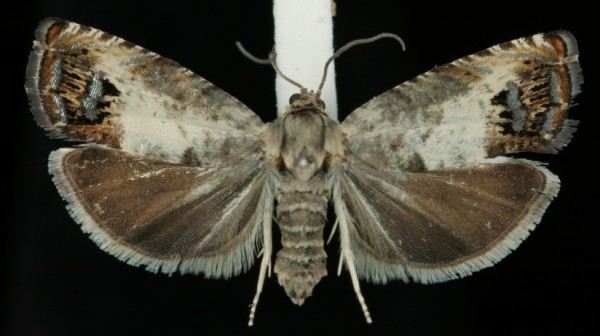 Pammene fasciana Pammene fasciana