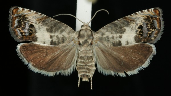 Pammene fasciana Pammene fasciana