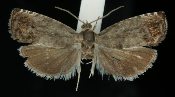 Pammene fasciana