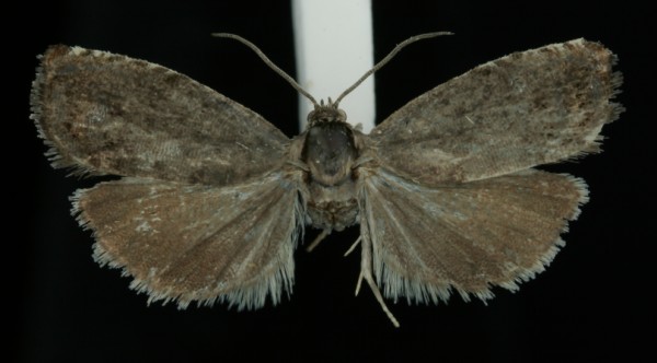 Pammene fasciana Pammene fasciana