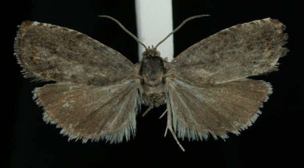 Pammene fasciana