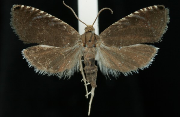 Pammene germmana Pammene germmana