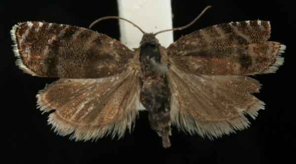 Pammene ochsenheimeriana Pammene ochsenheimeriana