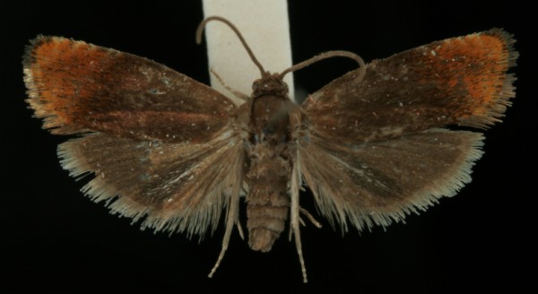 Pammene rhediella Pammene rhediella