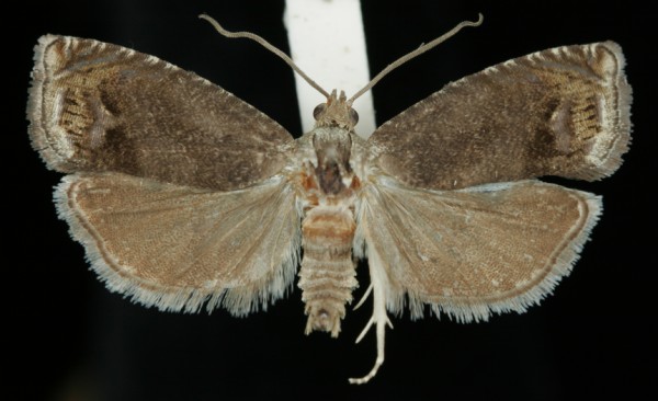 Cydia splendana Cydia splendana