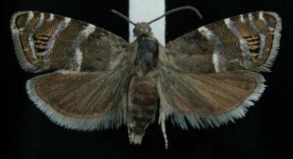 Cydia cosmophorana Cydia cosmophorana