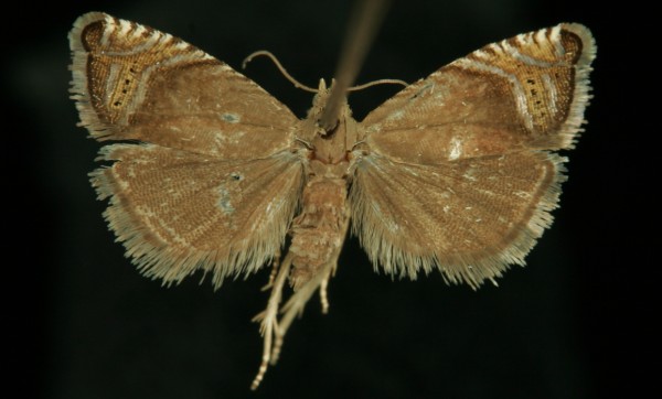 Grapholita gemmiferana Grapholita gemmiferana