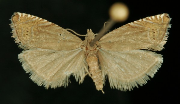 Grapholita gemmiferana Grapholita gemmiferana