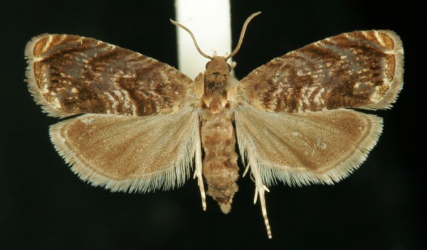 Grapholita janthinana Grapholita janthinana