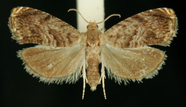 Grapholita janthinana Grapholita janthinana