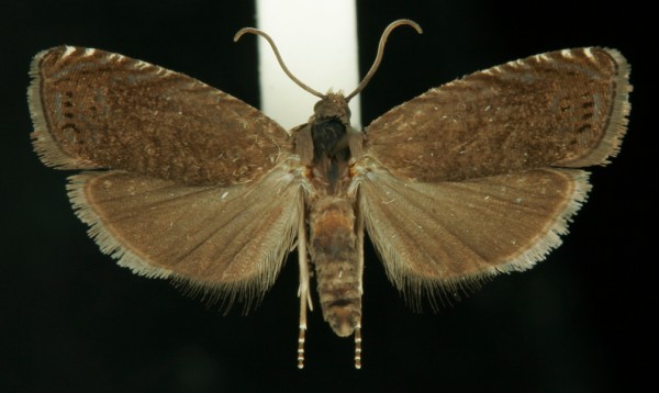 Grapholita tenebrosana Grapholita tenebrosana