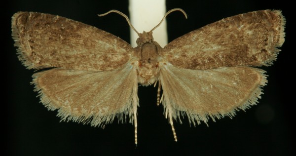 Grapholita funebrana Grapholita funebrana