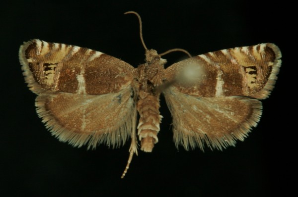 Grapholita lathyrana Grapholita lathyrana
