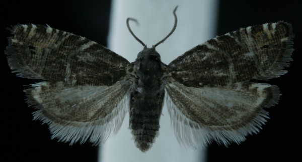 Grapholita lathyrana Grapholita lathyrana