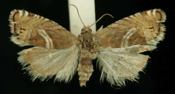 Grapholita jungiella Grapholita jungiella