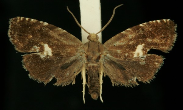 Grapholita discretana Grapholita discretana