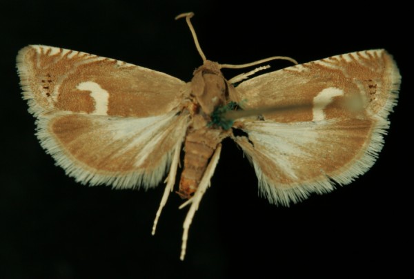Grapholita lunulana Grapholita lunulana