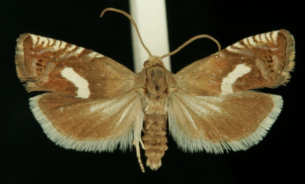 Grapholita orobana Grapholita orobana