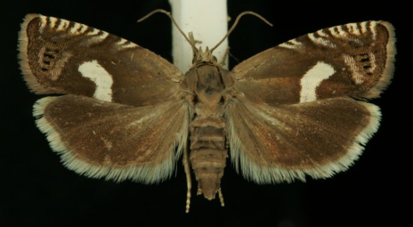 Grapholita orobana Grapholita orobana