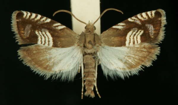 Grapholita compositella Grapholita compositella
