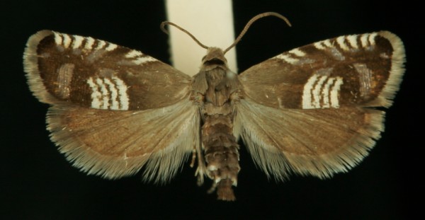 Grapholita compositella Grapholita compositella