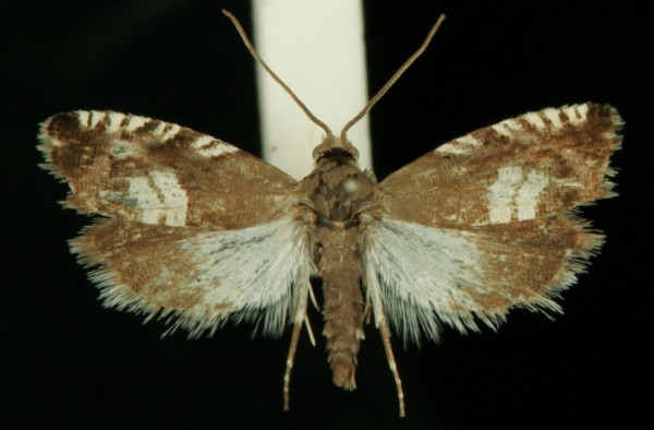 Grapholita compositella Grapholita compositella