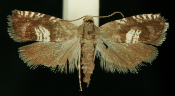 Grapholita compositella Grapholita compositella