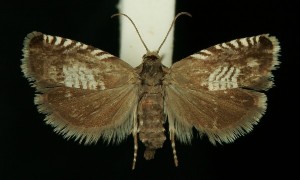 Grapholita compositella