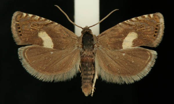 Dichrorampha petiverella Dichrorampha petiverella