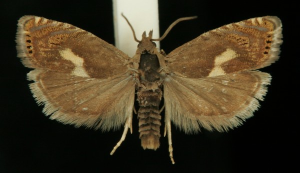 Dichrorampha petiverella Dichrorampha petiverella