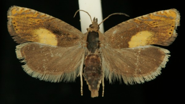 Dichrorampha alpinana Dichrorampha alpinana