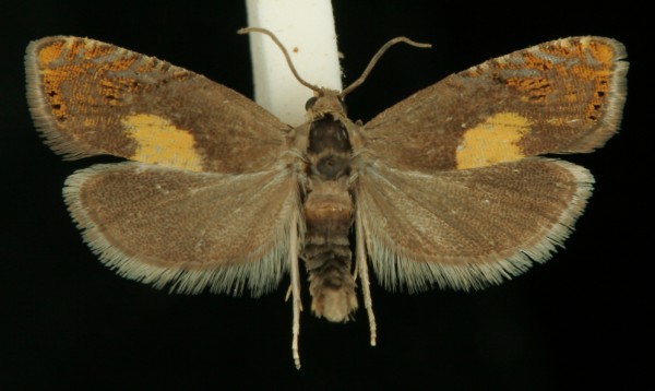 Dichrorampha alpinana Dichrorampha alpinana
