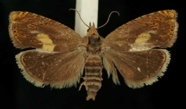 Dichrorampha flavidorsana Dichrorampha flavidorsana