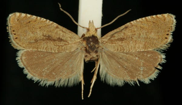 Dichrorampha obscuratana Dichrorampha obscuratana