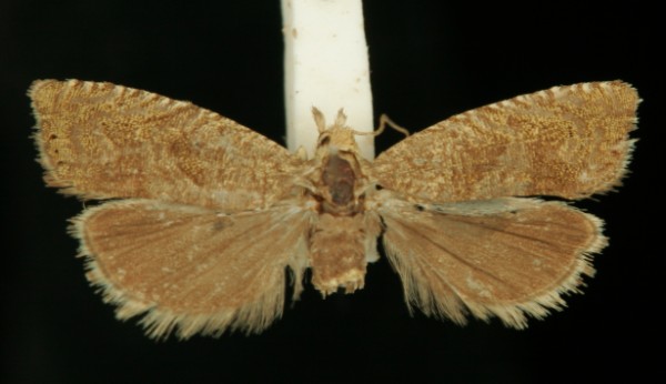 Dichrorampha obscuratana Dichrorampha obscuratana