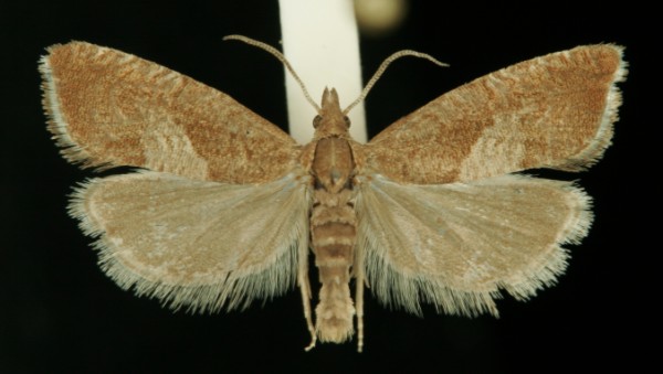 Dichrorampha acuminatana Dichrorampha acuminatana