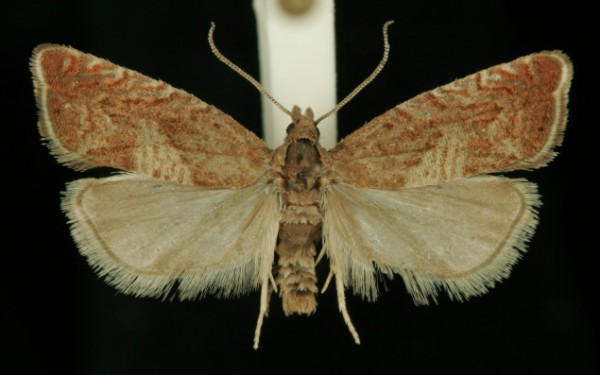 Dichrorampha acuminatana Dichrorampha acuminatana