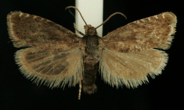 Dichrorampha consortana Dichrorampha consortana