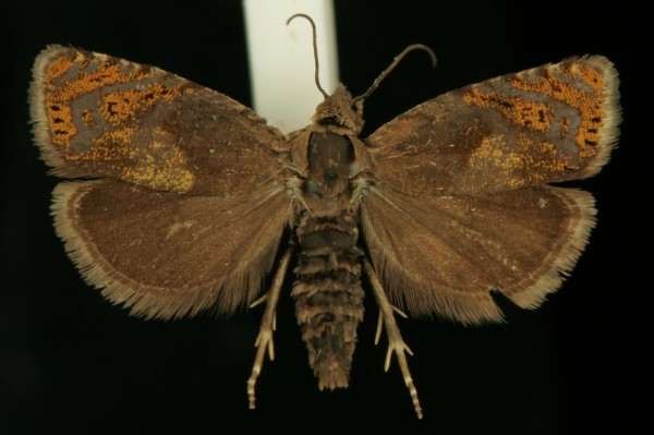 Dichrorampha sylvicolana Dichrorampha sylvicolana