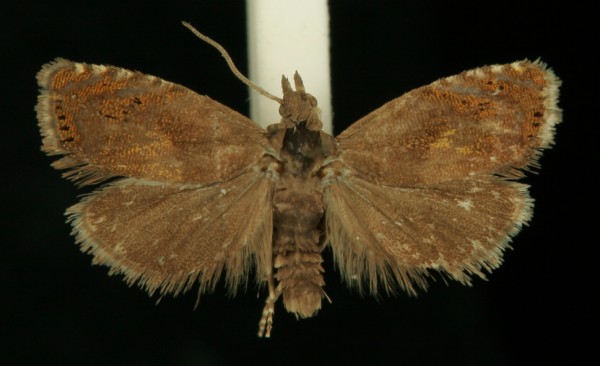 Dichrorampha sylvicolana Dichrorampha sylvicolana