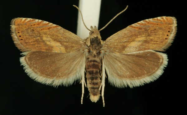 Dichrorampha vancouverana Dichrorampha vancouverana
