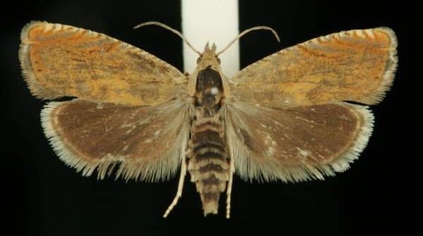 Dichrorampha vancouverana Dichrorampha vancouverana