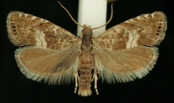 Dichrorampha agilana Dichrorampha agilana