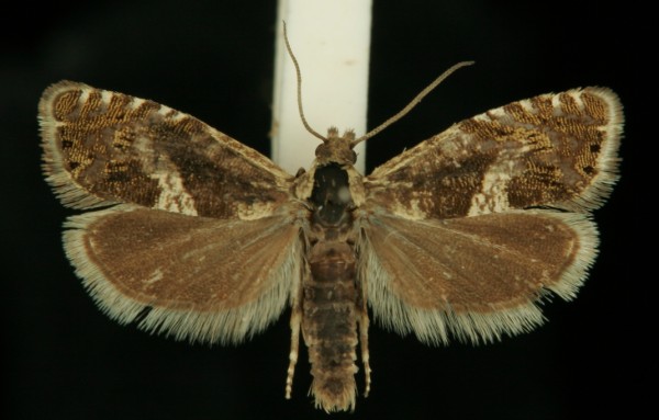 Dichrorampha agilana Dichrorampha agilana