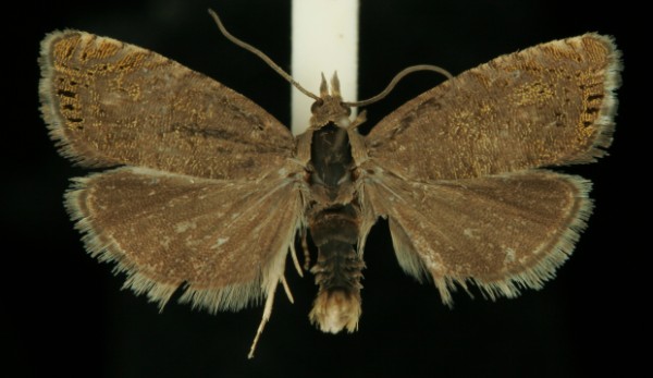 Dichrorampha plumbana Dichrorampha plumbana