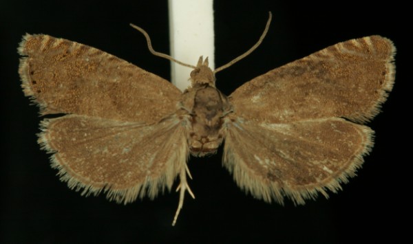 Dichrorampha plumbana Dichrorampha plumbana