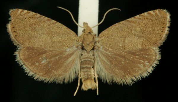 Dichrorampha sedatana Dichrorampha sedatana
