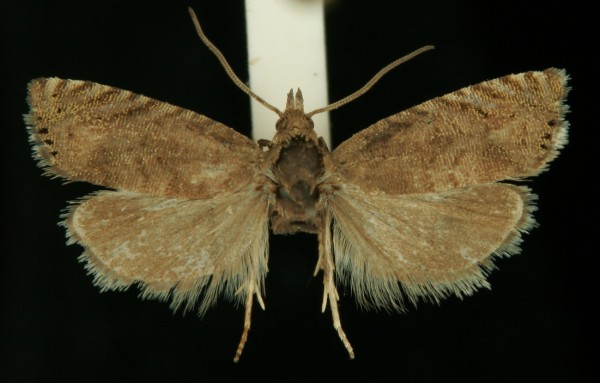 Dichrorampha aeratana Dichrorampha aeratana