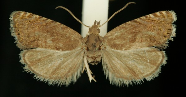 Dichrorampha aeratana Dichrorampha aeratana