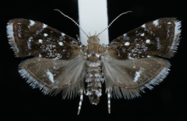 Prochoreutis myllerana Prochoreutis myllerana